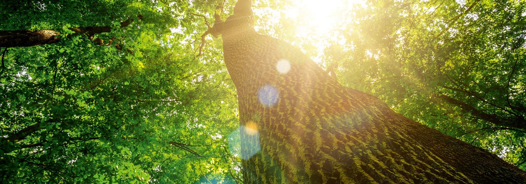 Hintergrund Zitat Baum