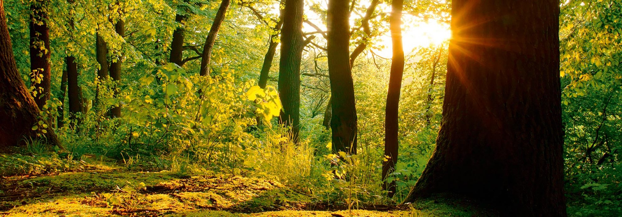 Hintergrund Zitat Wald