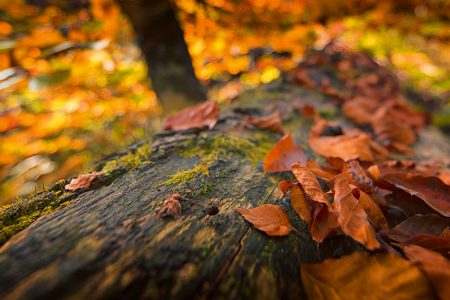 Inspiration Bayerischer Wald - Waldbauer Hotel- und Gastroeinrichtungen