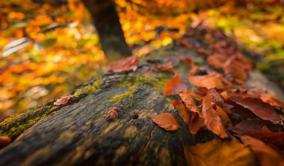 Inspiration Bayerischer Wald - Waldbauer Hotel- und Gastroeinrichtungen